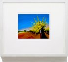 Fine Art Gicl�e Vineyard Print "Big Vines"